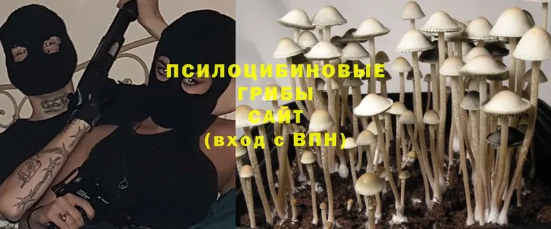 Псилоцибиновые грибы Cubensis  Россошь 